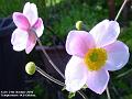 2004-1021anemone